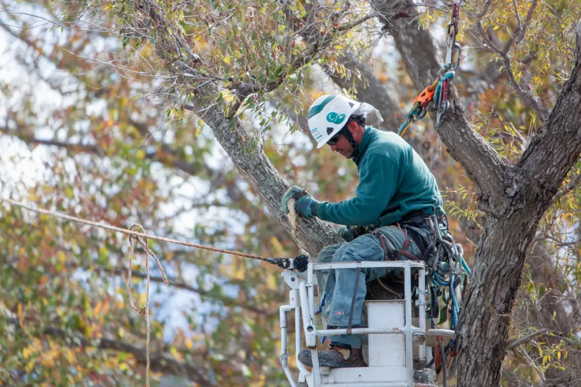 tree pruning company